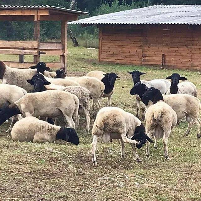 Породы овец: описание и разновидности