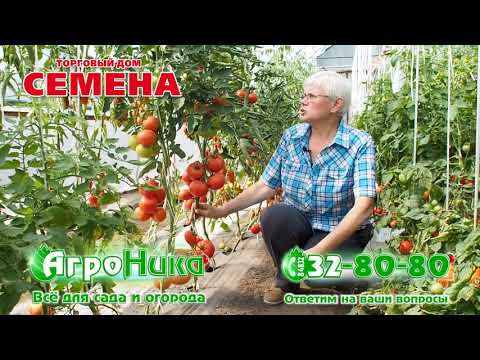 Обзор томатов «евпатор f1»: отзывы садоводов, фото плодов, урожайность культуры