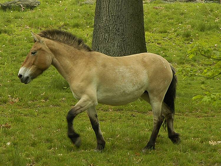 Монгольская порода лошадей: характеристика, содержание и уход