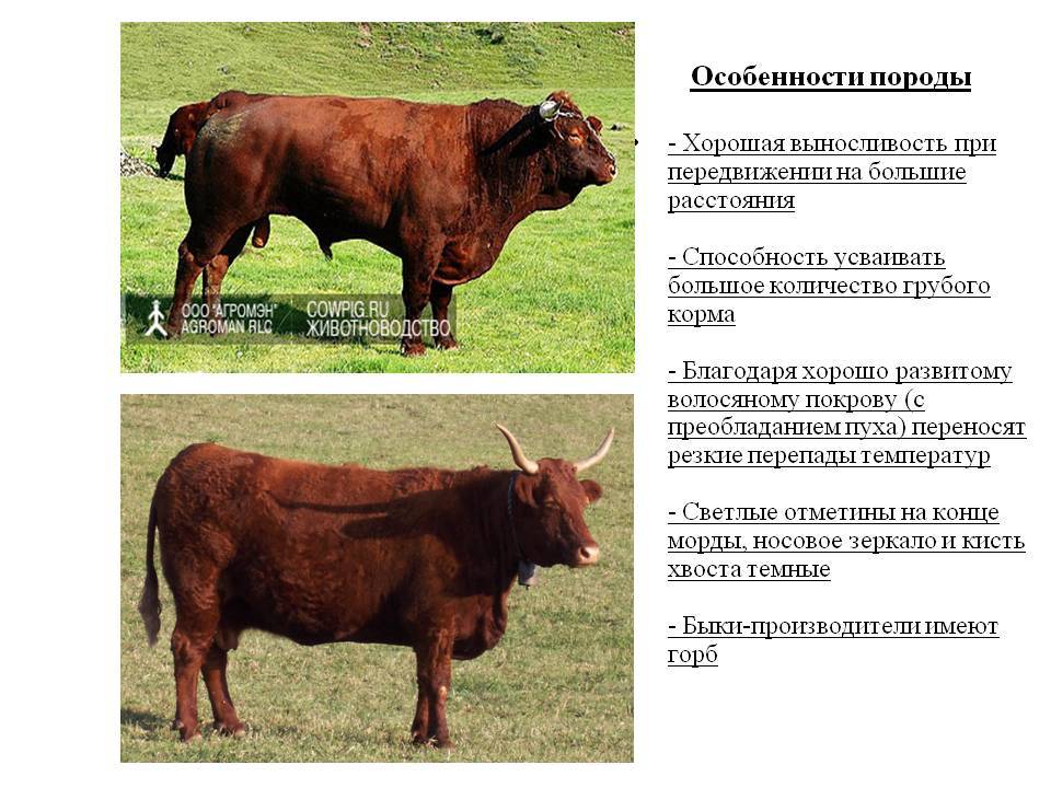 Галловейская порода коров: характеристика крс, фото и видео — особенности веса быков, содержание скота, вкус мяса телят — moloko-chr.ru
