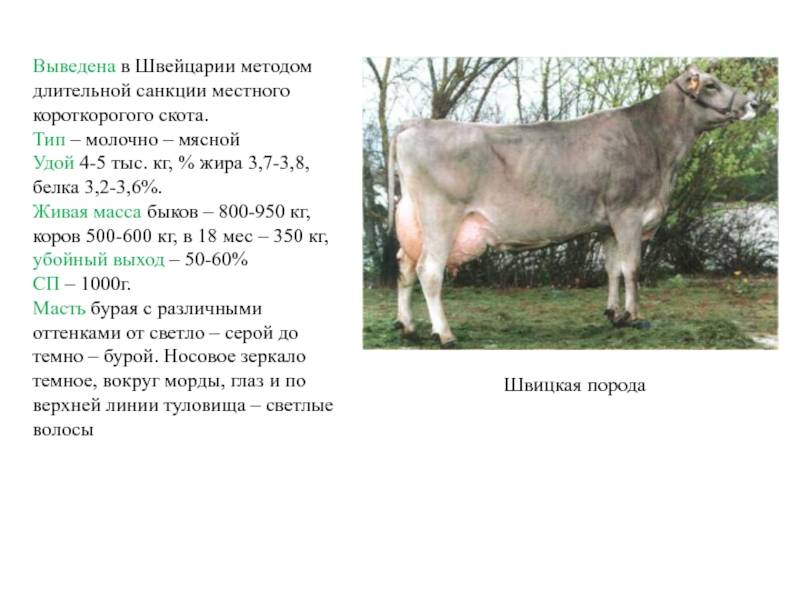 Швицкая порода коров: характеристика, плюсы и минусы бурых телят, описание крс