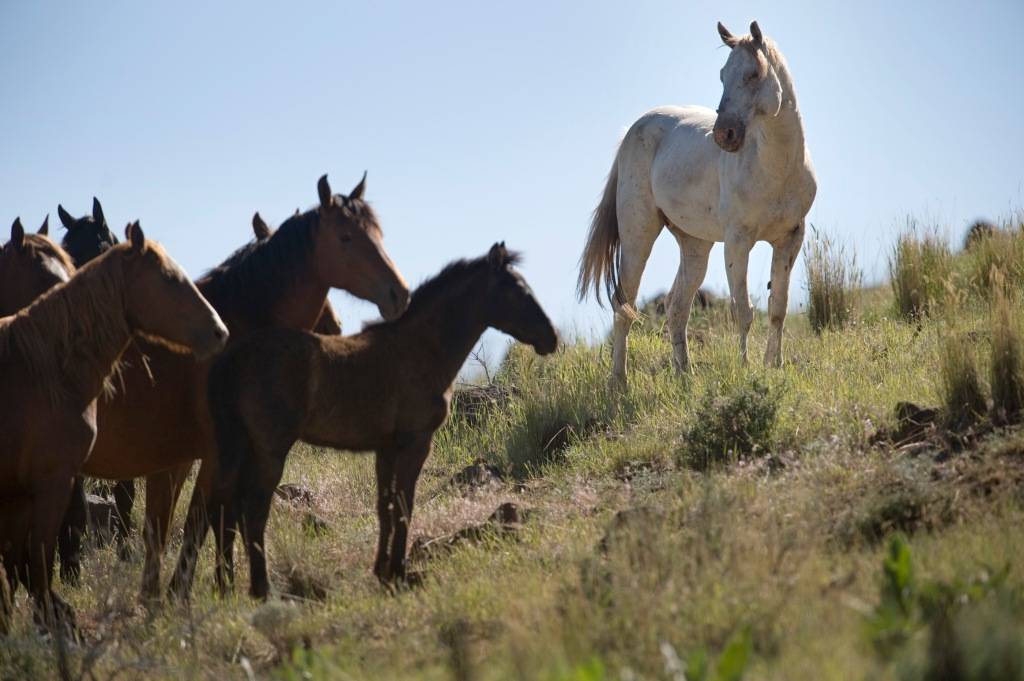 Дикая лошадь — основные виды диких пород и их отличительные характеристики + 76 фото