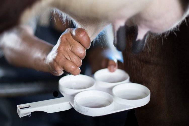 Ветеринария крс | диагностика мастита коров.