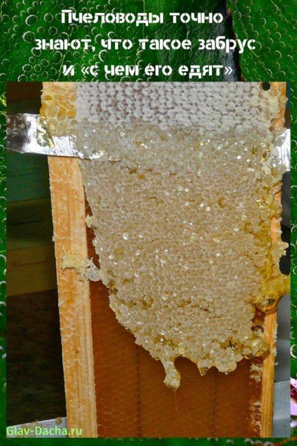 Забрус пчелиный — что это такое, лечебные свойства и как принимать?