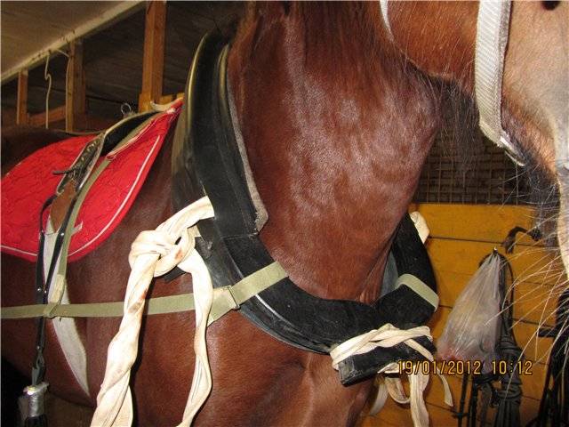 Орловская » как правильно подобрать хомут для лошади