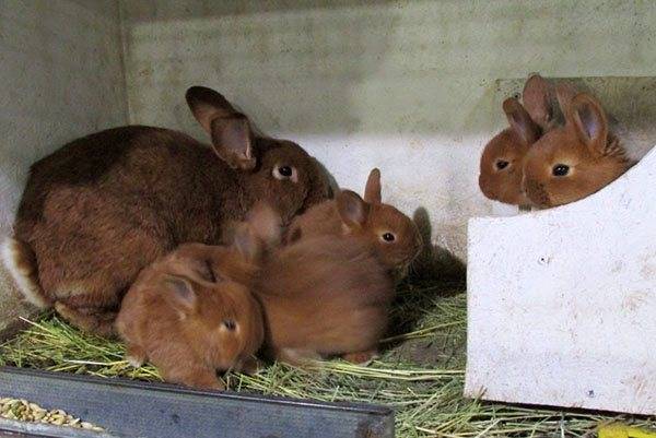 Когда и в каком возрасте можно отсаживать крольчат от мамы крольчихи