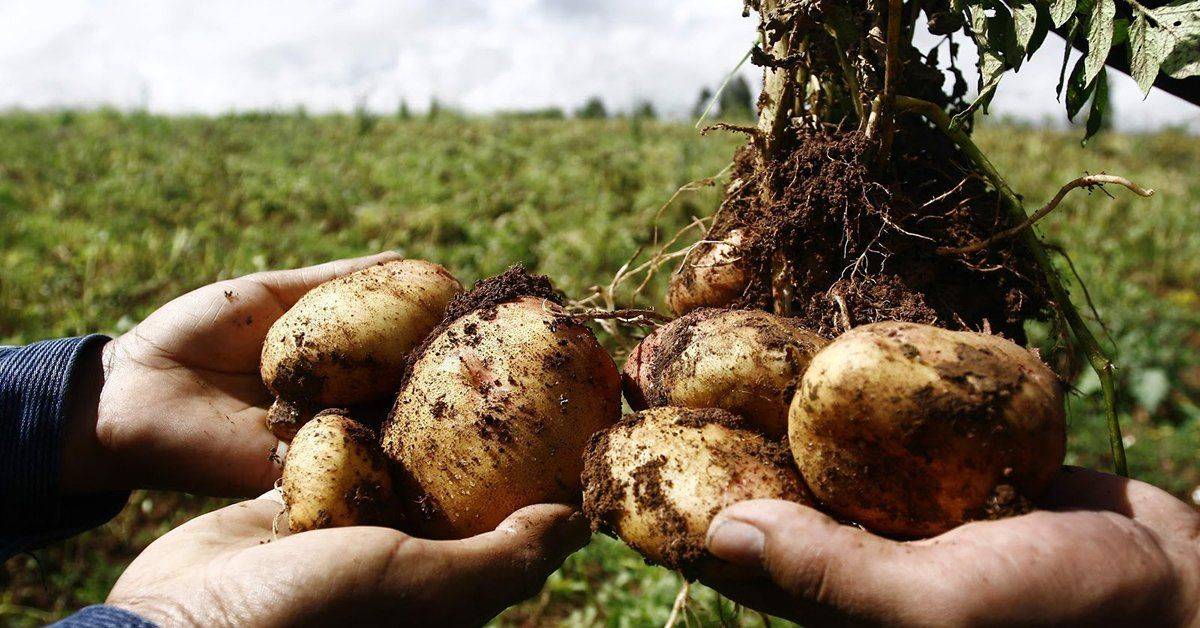 Как хранить картошку: условия хранения картофеля. как правильно хранить картофель в доме или квартире