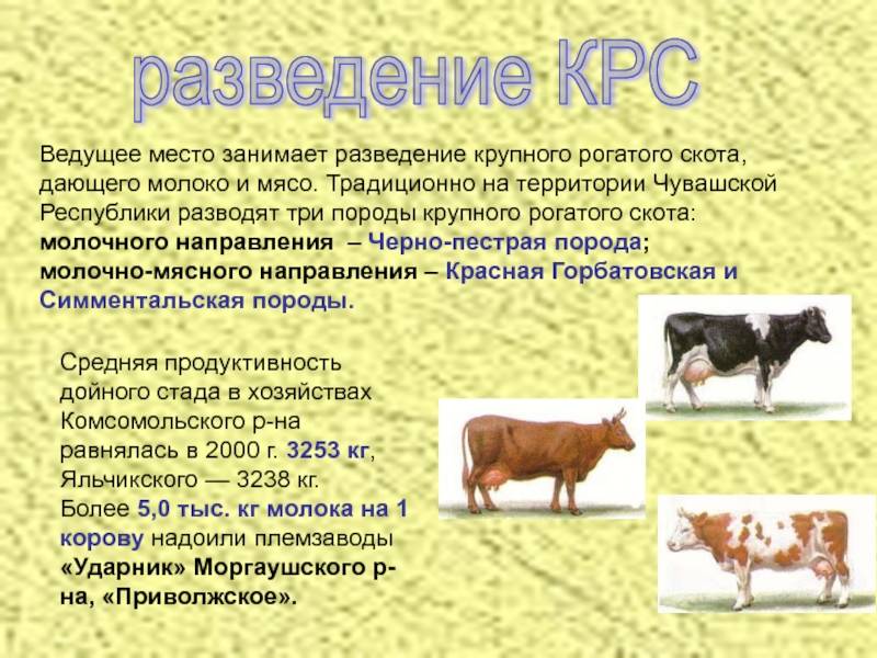 Сравнительная таблица по породам крс — скотоводство. крупный рогатый скот