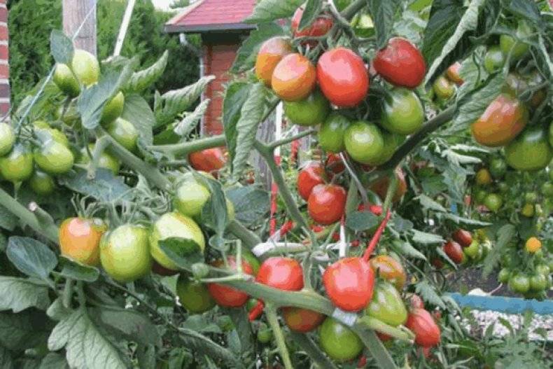 Ранние помидоры большая мамочка от фирмы гавриш: описание сорта, преимущества и недостатки