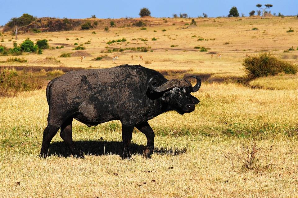 Буйвол животное. образ жизни и среда обитания буйвола | животный мир