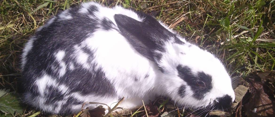 Вздутие живота у кроликов причина и лечение, что делать чтобы не умирали