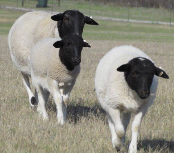 Овцы породы дорпер — особенности разведения
