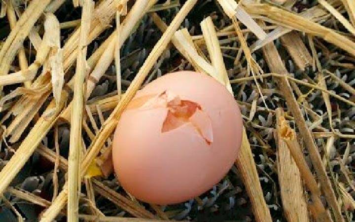 Почему куры клюют свои яйца и как с этим бороться