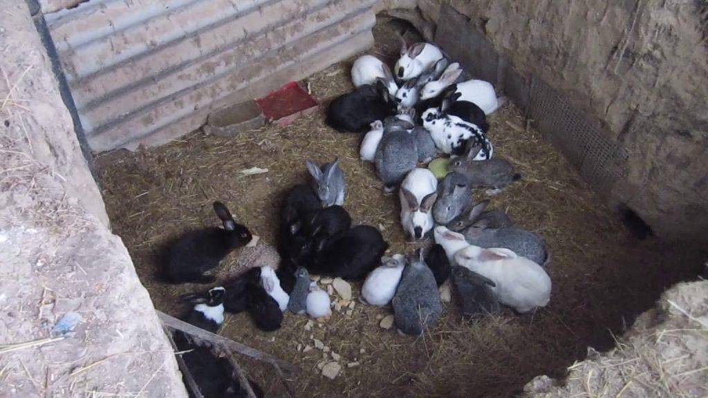 Разведение и содержание кроликов в яме в домашних условиях с фото