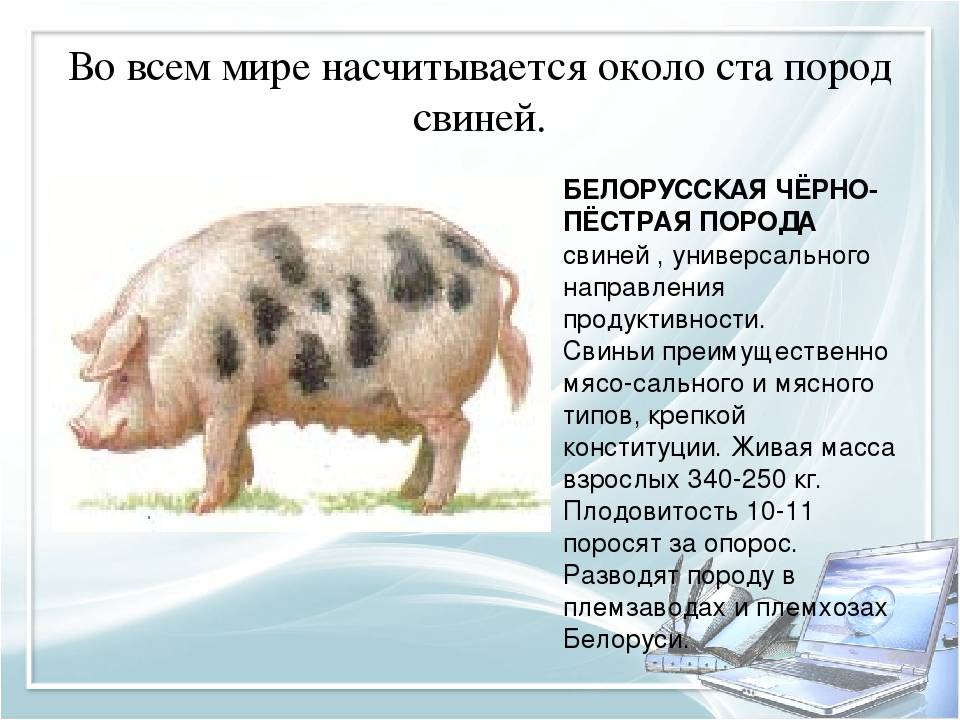 Порода свиней дюрок – источник мраморной свинины