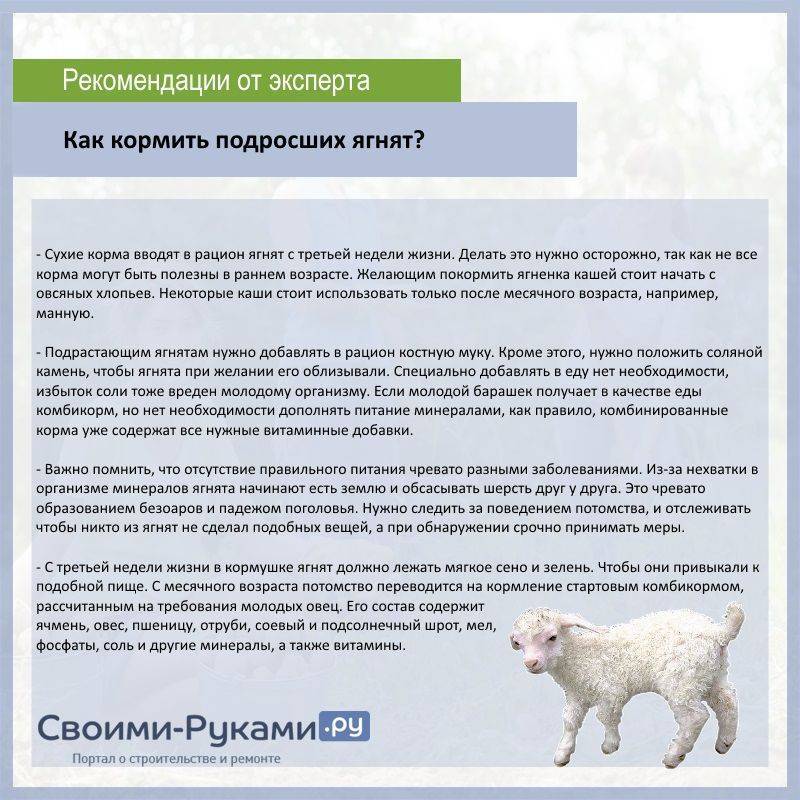 Кормление овец – что ест, кормушки и чем кормить в домашних условиях 2021