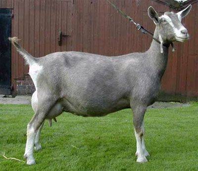 Тоггенбургская коза – фото и описание породы