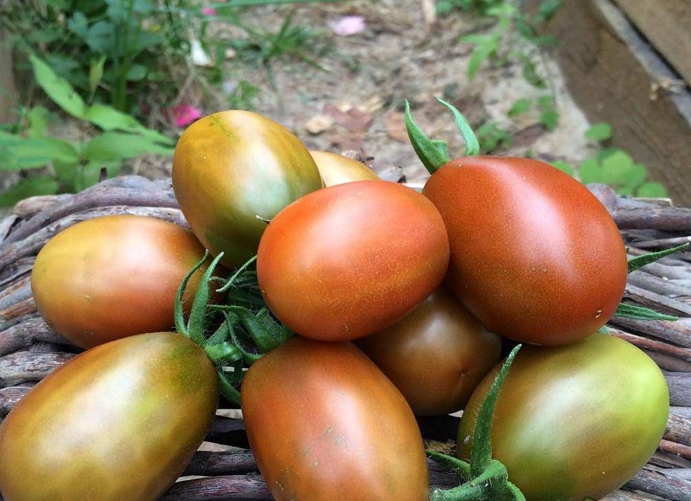 Томаты «черный мавр»: описание сорта, характеристика плодов, секреты выращивания, отзывы садоводов