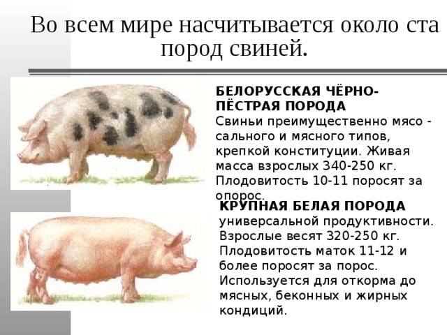 Сколько дней гуляет свинья: признаки охоты у свиней