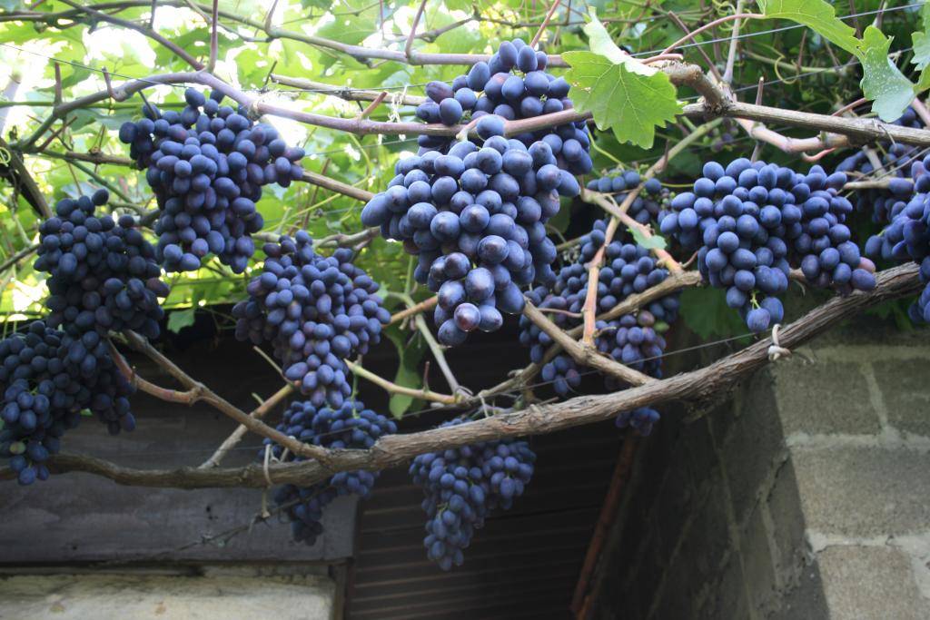 Сорт винограда «кодрянка»: описание и отзывы