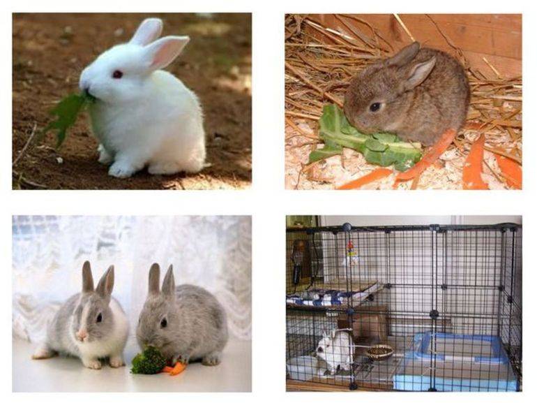 Как ухаживать за кроликами: декоративные и карликовые кролики, уход за ними и содержание