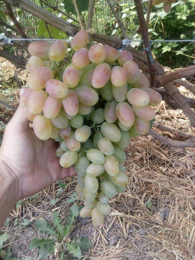 Выращивание винограда сорта Виктор