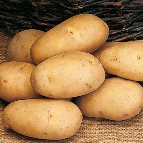 Сорт картофеля невский