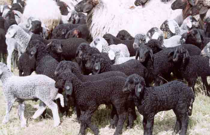 ✅ каракульская овца — древнейшая порода: основные характеристики, достоинства и недостатки, фото - tehnoyug.com