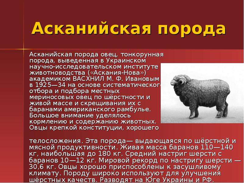 Породы овец тонкорунные: описание и характеристика
