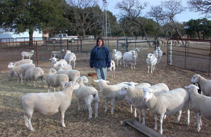 Порода овец дорпер: характеристика, разведение, фото, отзывы