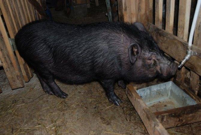 Чем и как кормить вьетнамских вислобрюхих поросят и свиней в домашних условиях?