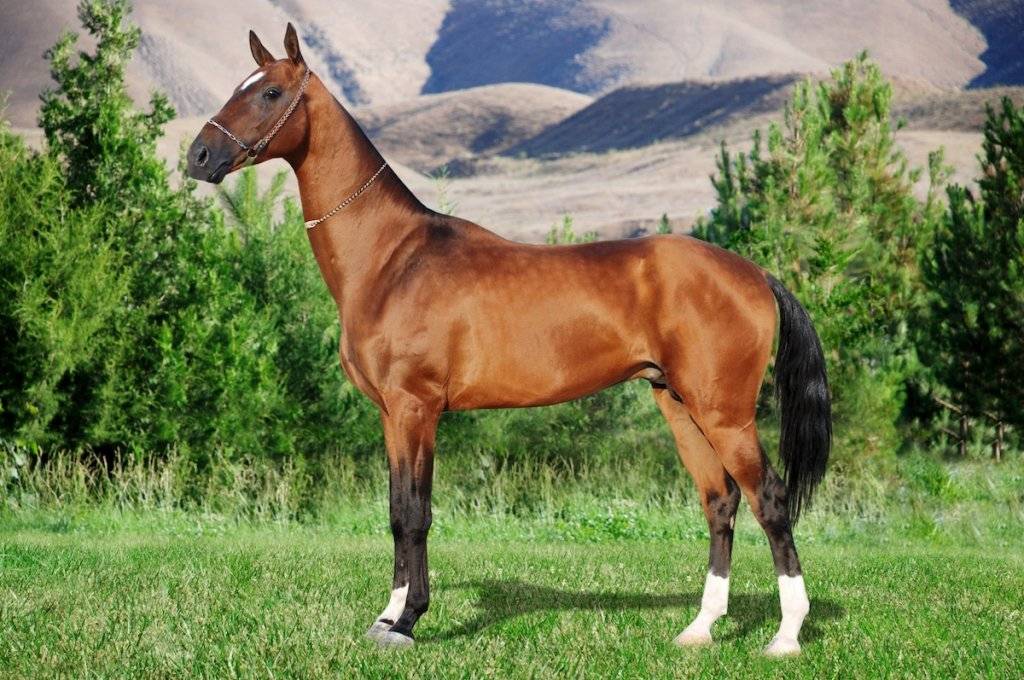 Ахалтекинская порода лошадей: описание и история породы, воспитание и уход, видео