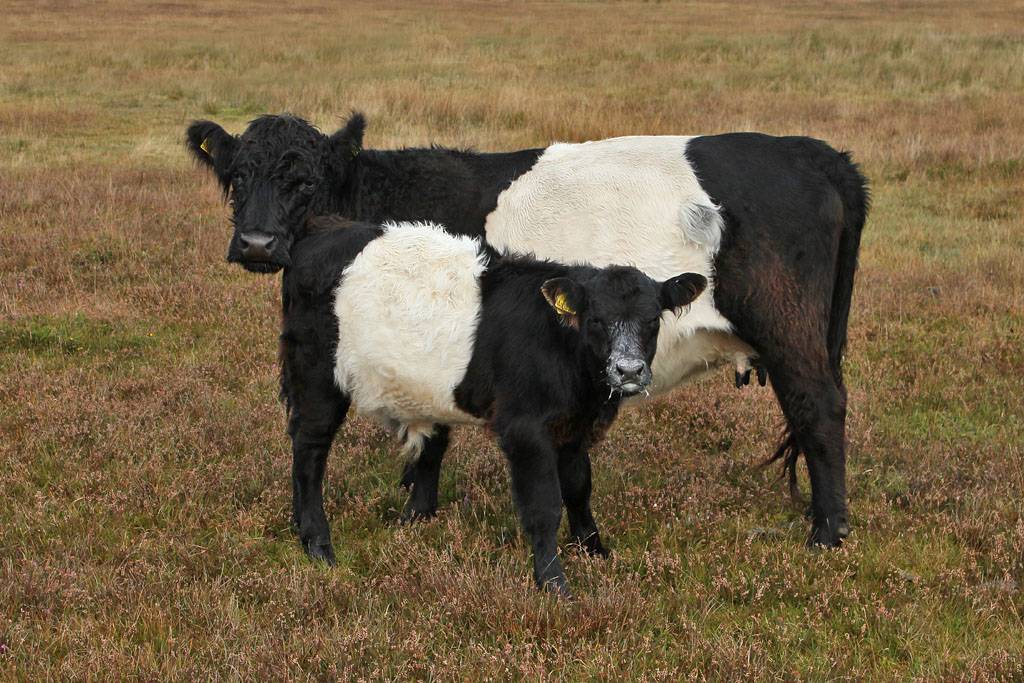 Миниатюрные коровы: обзор карликовых пород