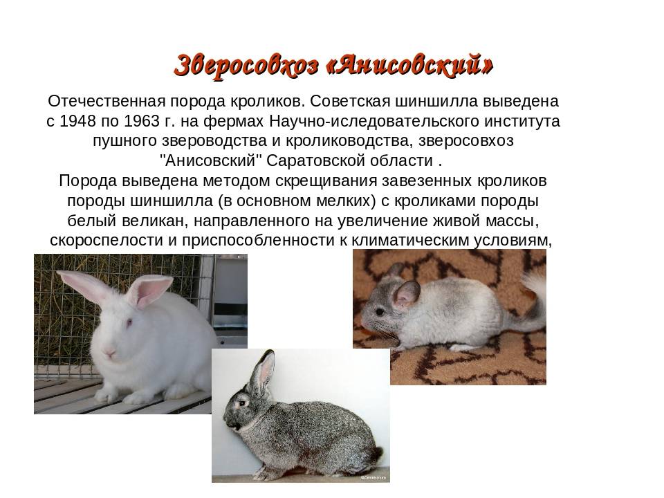 Львиноголовый кролик: описание породы, уход и содержание - домашние наши друзья
