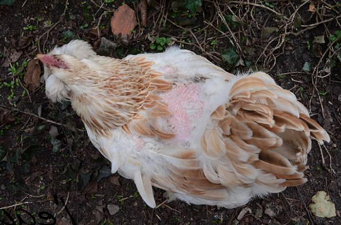 Почему дохнут куры и цыплята — что это за болезнь и что делать?
