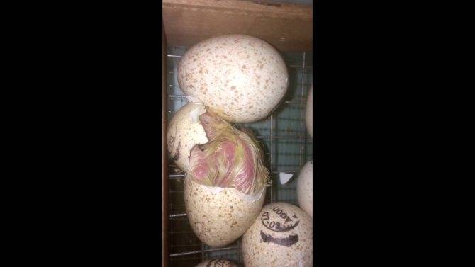 Высиживание яиц индюшками: периоды кладки, сроки выведения птенцов