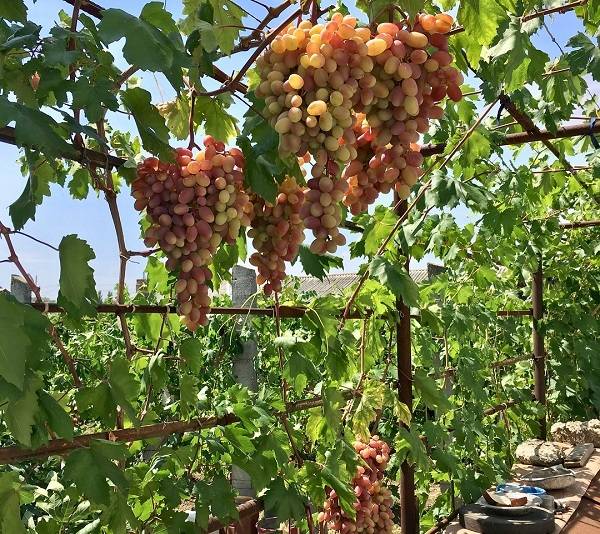 Описание и характеристика винограда сорта ливия