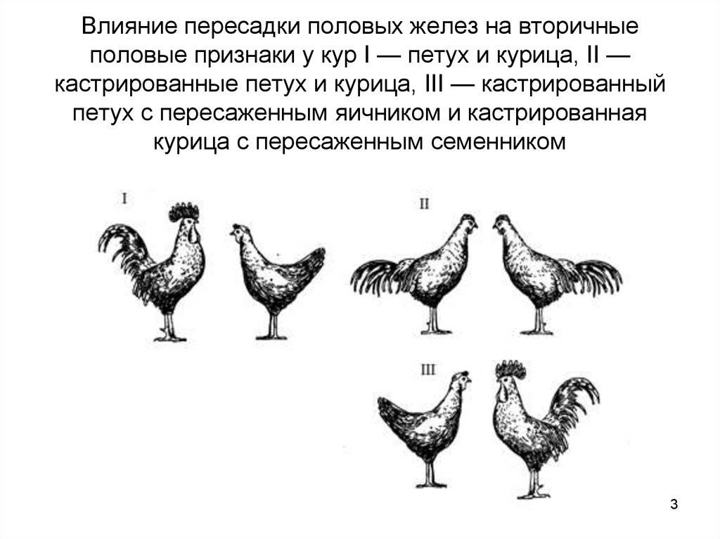 Как определить возраст курицы несушки, отличить старую от молодой