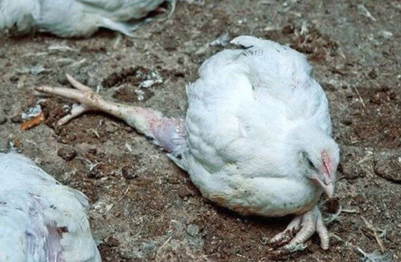 Понос у цыплят-бройлеров — обзор причин и лечение