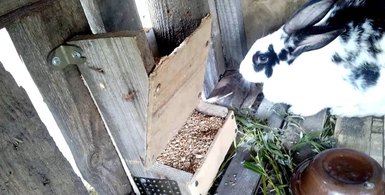 Бункерная кормушка для кроликов: размеры, как сделать своими руками