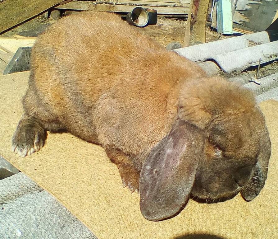 Особенности кроликов породы баран