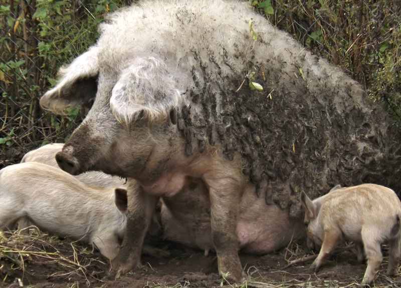 Свиньи мангалица: характеристика, фото, отзывы о породе