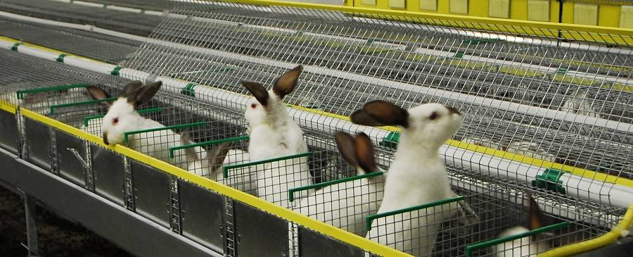 Готовый бизнес-план по организации кролиководческой фермы — перспективы рынка и анализ конкуренции, план сбыта, факторы риска