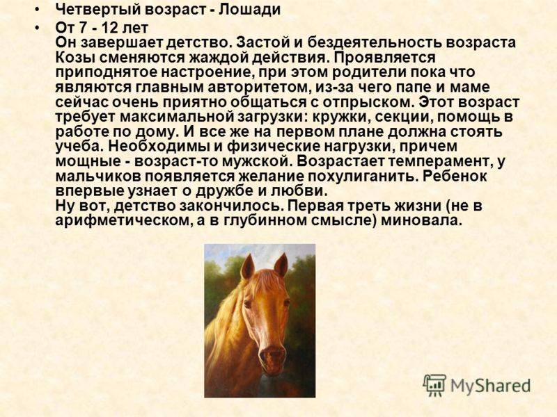 ᐉ сколько живут лошади: содержание, питание и уход - zooon.ru