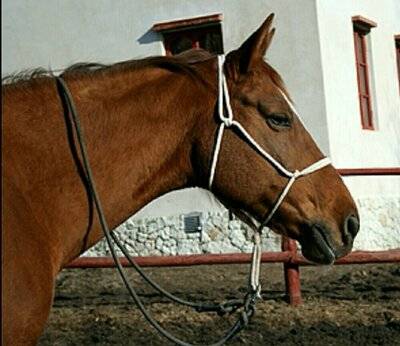 Уздечка для лошади: виды, составляющие, строение - домашние наши друзья