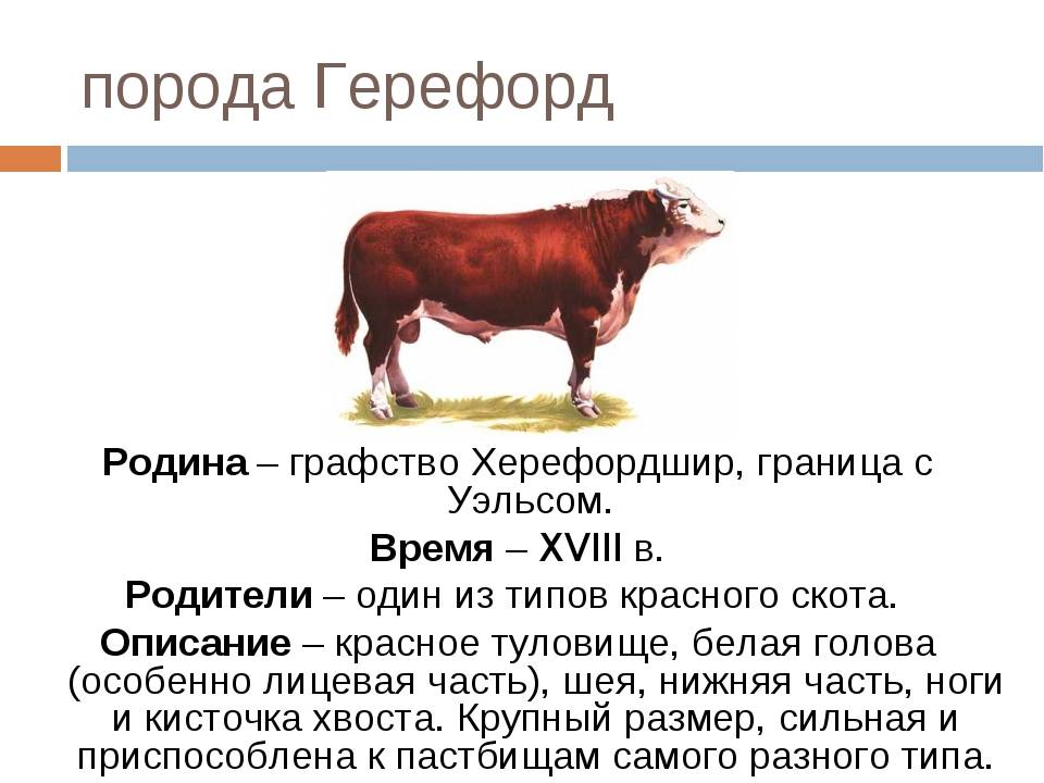 Герефордская порода коров (герефорды) крс: описание, фото, содержание