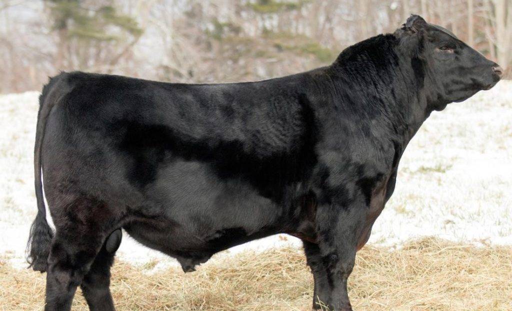 Абердин-ангусская корова – нежное и мраморное мясо