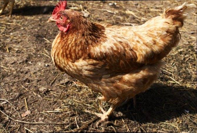 Первомайская порода кур