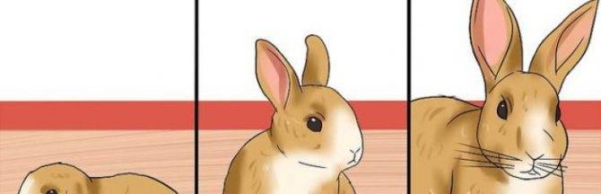 Как определить возраст кролика: по каким признакам и отличительным чертам?