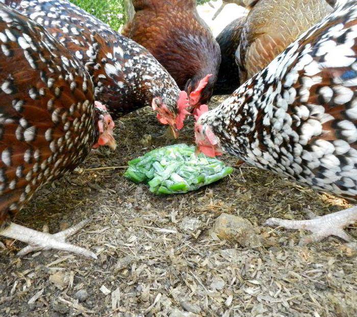 Куры перестали нести яйца летом, что делать?